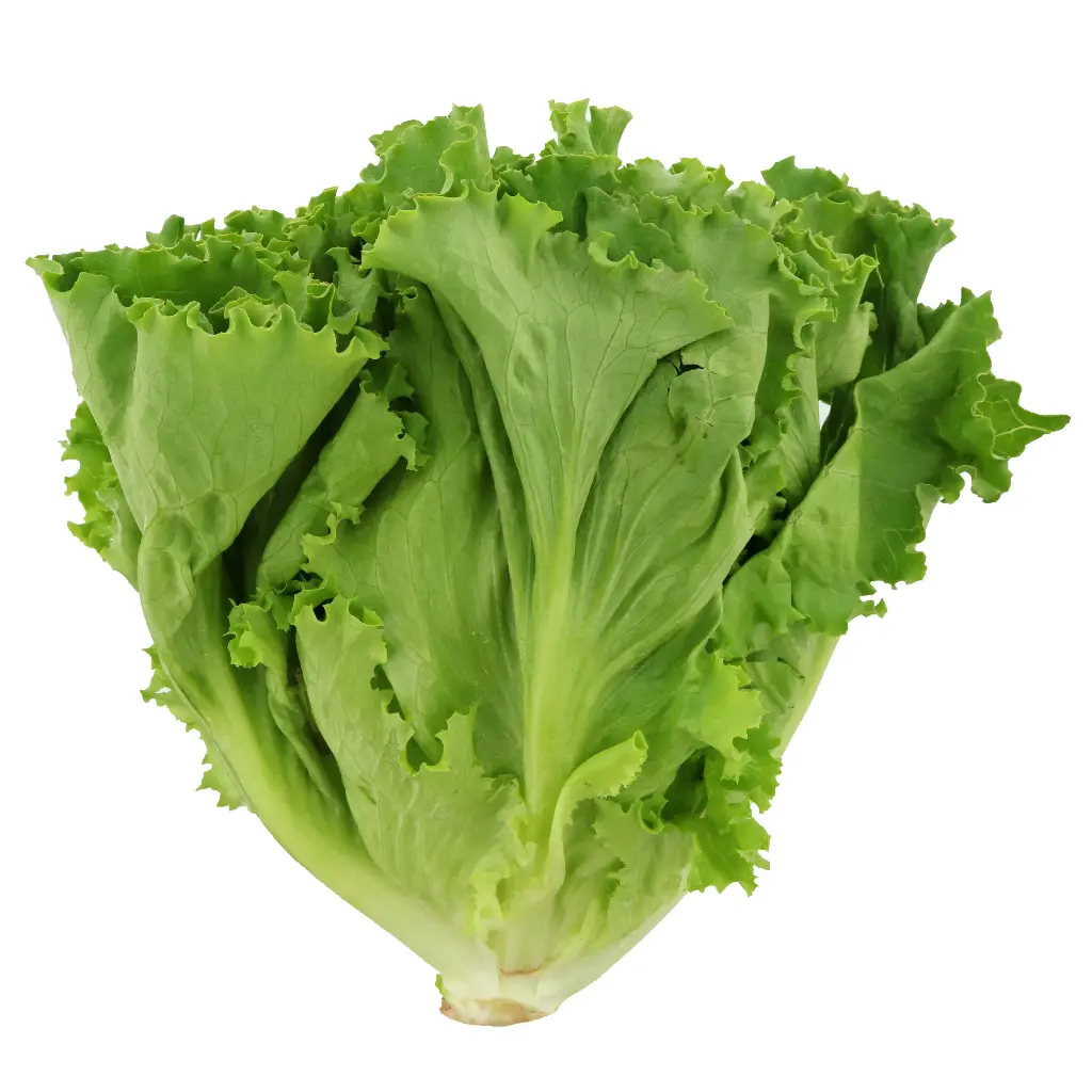 Fresh Lettuce Per Kg